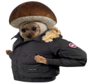 :Canada_chienpignon: