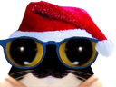 :chat_lunettes_noel: