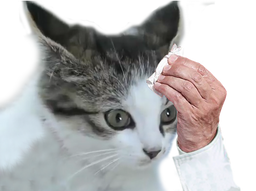 :chat_sueur_: