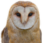 Photo de profil de Chouette
