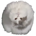 :ChatRondRenverse: