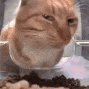:Chat_suspect: