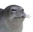 :Phoque_zoom: