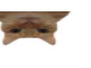 :chatmalcadre: