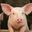 Photo de profil de Cochon