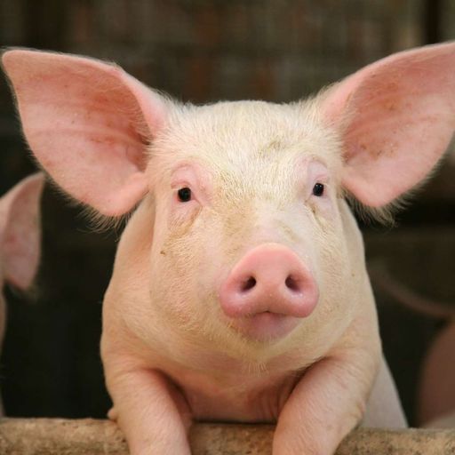 Cochon