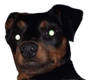 :chiensurpris: