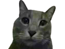 :chat_gris: