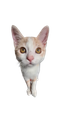 :Mini_chat: