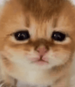 :Chaton_fou: