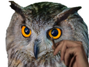 :hibou_fume: