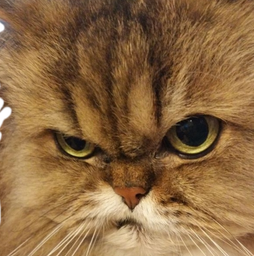 :Chat_un_Probleme_: