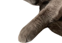 :chat_geant2: