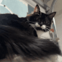 :curio_chat: