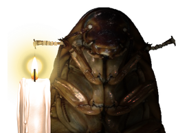 :cafard_lumiere: