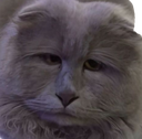 :Chat_brise_de_la_vie: