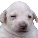 Todd