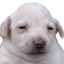 Photo de profil de Todd
