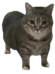 :catgif: