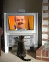 :LagafTele: