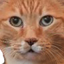 Photo de profil de Florentin