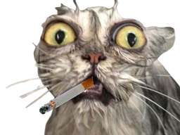 :chat_mouille: