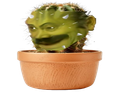 :Risi_Cactus: