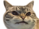 :Angychat: