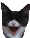 :Chat_rire_moqueur: