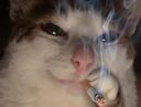 :chatclope: