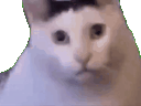 :catto_wut: