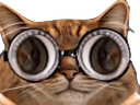 :chat_zinzin_lunettes: