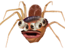 :araigneu_chonkle: