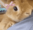 :Lapinmignon: