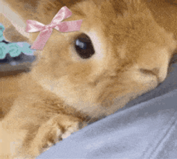 :Lapinmignon: