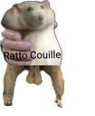 :Ratto_couille: