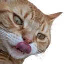 :Chat_Seulet_leche: