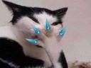 :Chathot: