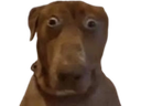 :Teddi: