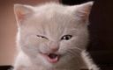 :Copain_chat_gentil: