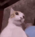 :Cat_2: