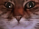 :chat_zoom_rugir: