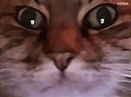 :chat_zoom_rugir:
