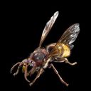 VespaCrabro