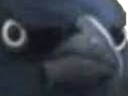 :Corbeau_: