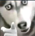 :husky_doigt: