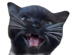 :Chat_miaule: