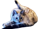 :bagubiz_indecente: