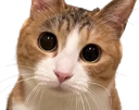 :eh_toi: