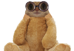 :chat_lunette_peluche: